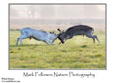 Fallow deer Dama dama bucks fighting